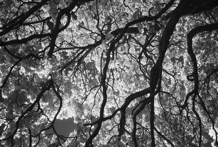 The canopy of a tree with many branches and leaves is viewed from below.