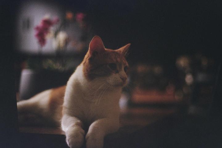 An orange and white cat is lying down and looking to the right.