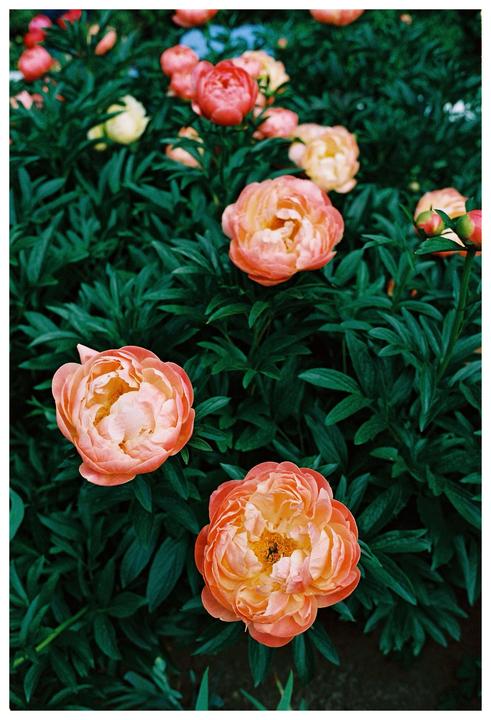A cluster of vibrant orange and pink peonies with green foliage fills the frame.