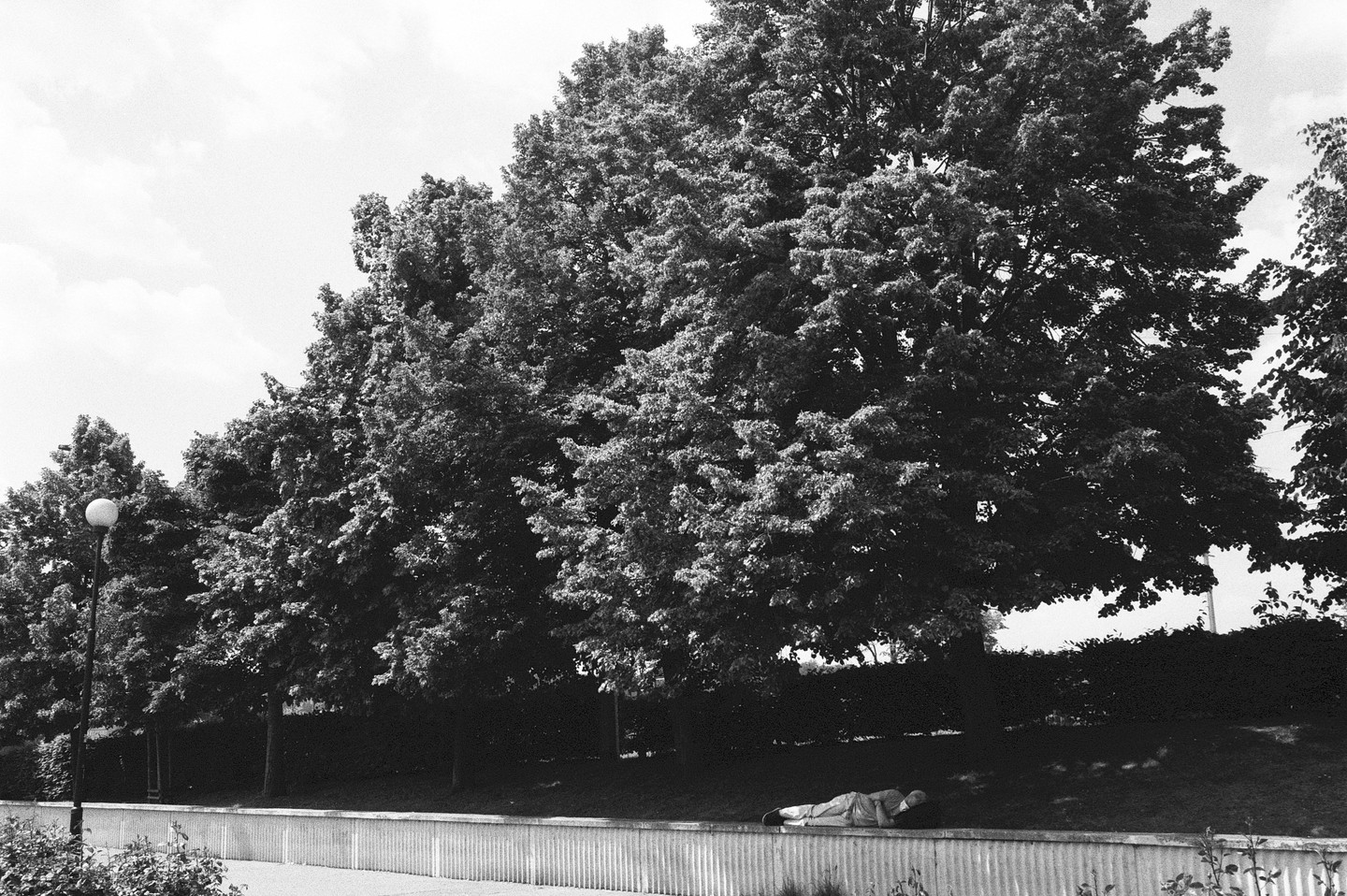 A man sleeps on a low wall in front of a row of trees.