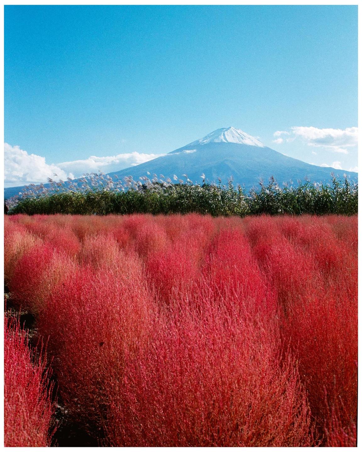 A snow-capped mountain rises above a field of red kochia plants under a clear blue sky.
