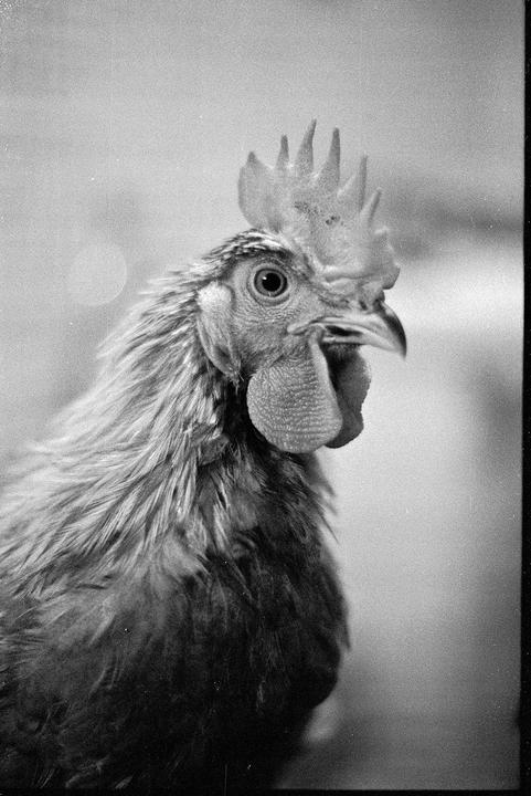 A rooster with a prominent comb and wattle is shown in a close-up, black and white portrait.