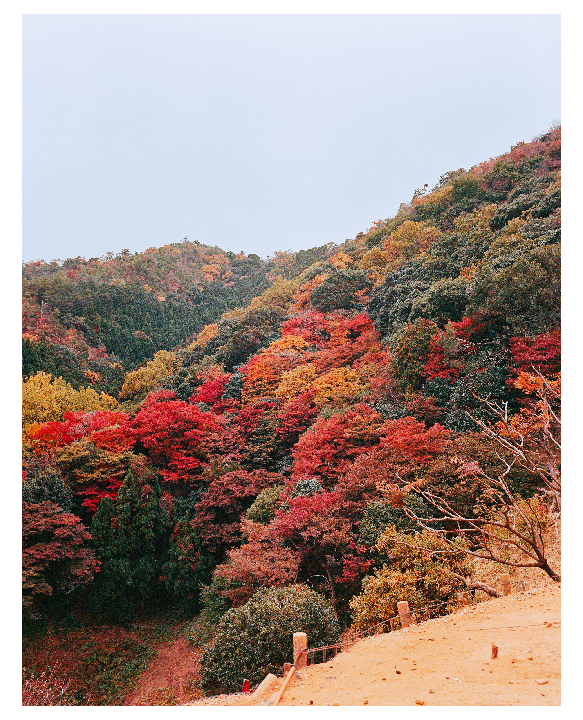 A hillside is covered in trees with autumn foliage.