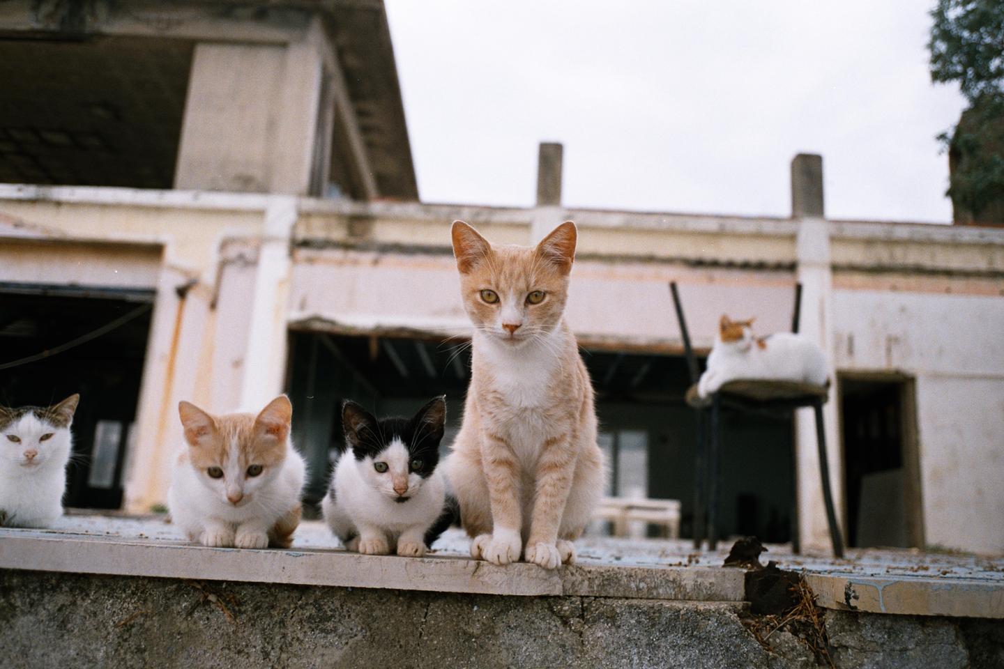 A group of cats and kittens are sitting on a concrete ledge in front of a building.