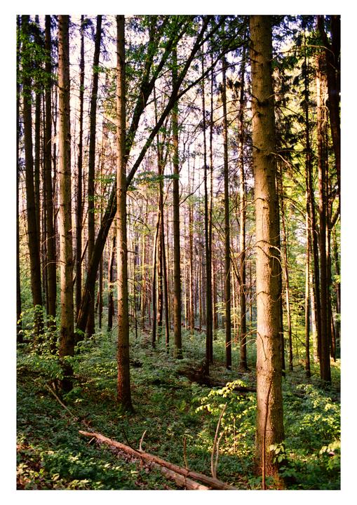 Sunlight illuminates the trunks of tall trees in a dense forest with green undergrowth.