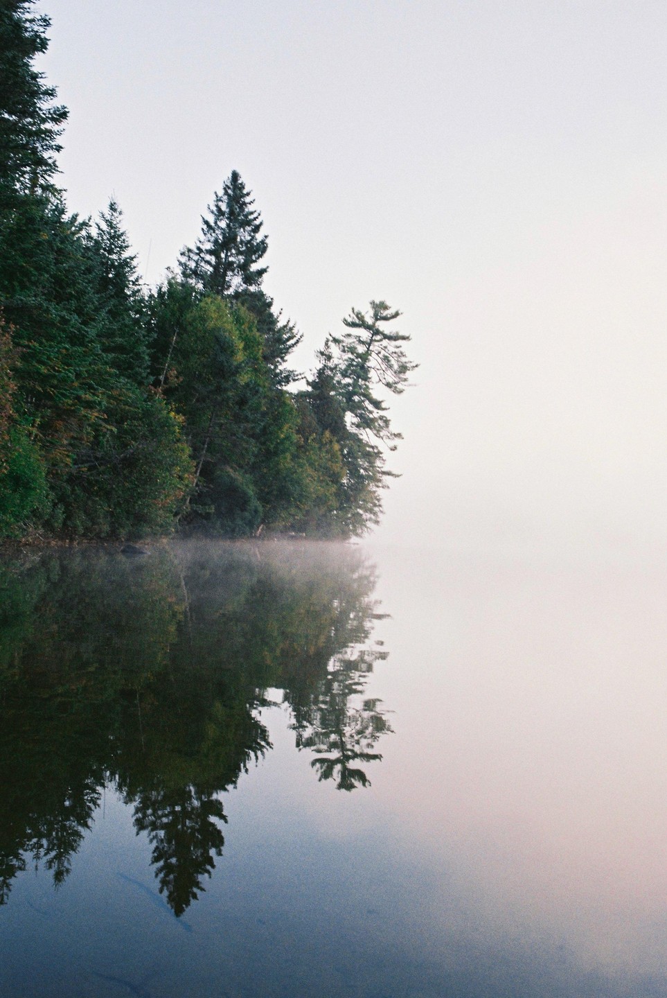 A line of evergreen trees is reflected in a still body of water with fog.