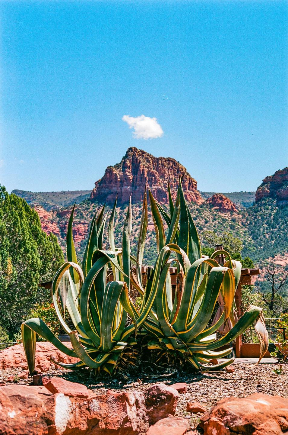 An agave plant grows in the foreground with red rock mountains and a bright blue sky in the background.