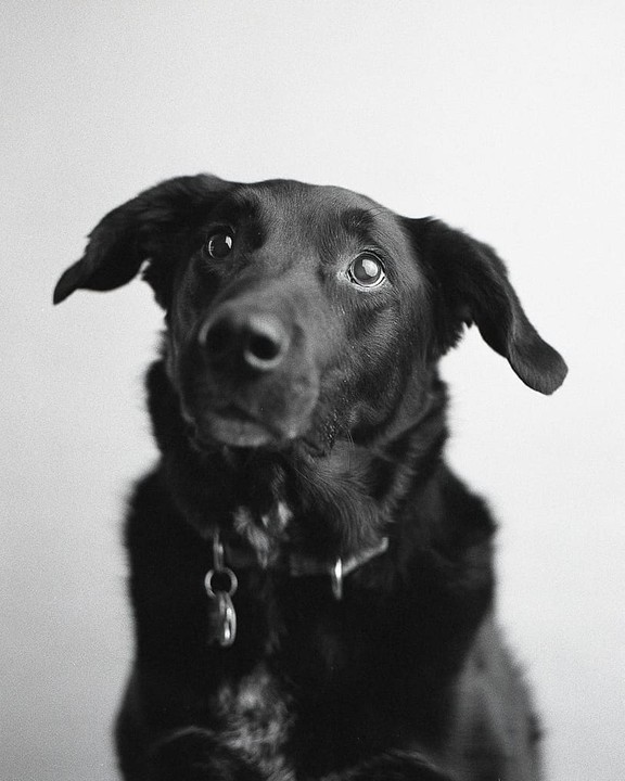 A black dog with a collar and tag looks up at the viewer.