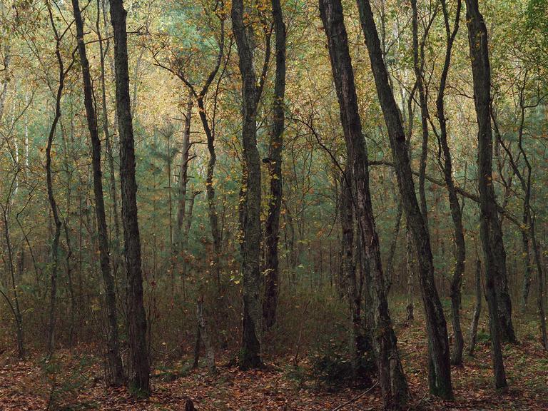 Many trees with thin trunks stand in a forest with autumn foliage and fallen leaves on the ground.