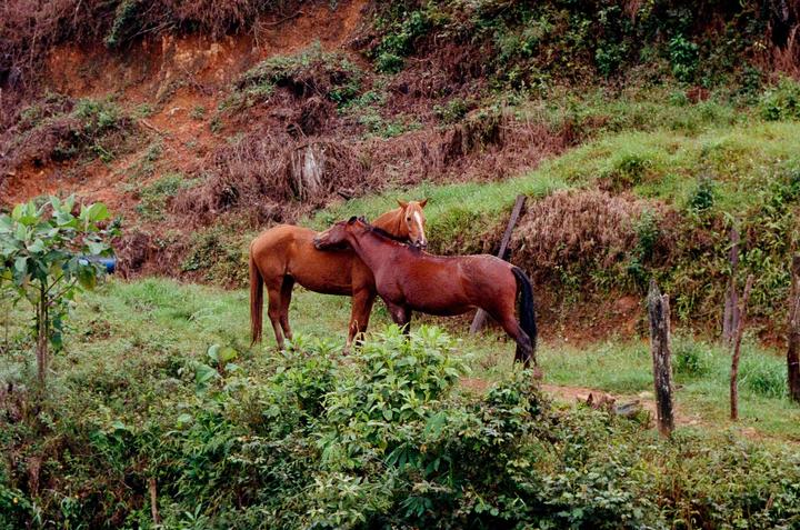 Two brown horses stand close together on a grassy hillside with dense foliage and a dirt slope in the background.