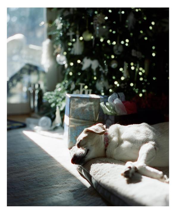 A dog sleeps on a bed in a sunbeam next to a Christmas tree with presents underneath.