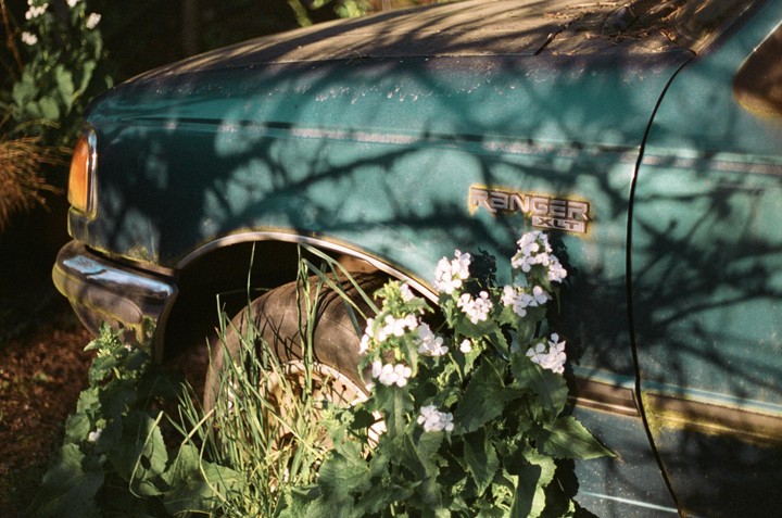 A teal Ford Ranger truck is overgrown with green plants and white flowers, with shadows of branches cast across its side.