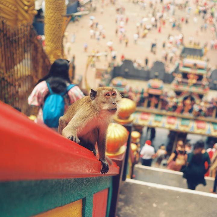 A monkey sits on a colorful railing looking up, with a blurred crowd and temple in the background.