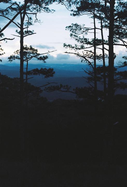 Silhouetted pine trees frame a view of distant mountains under a cloudy sky.
