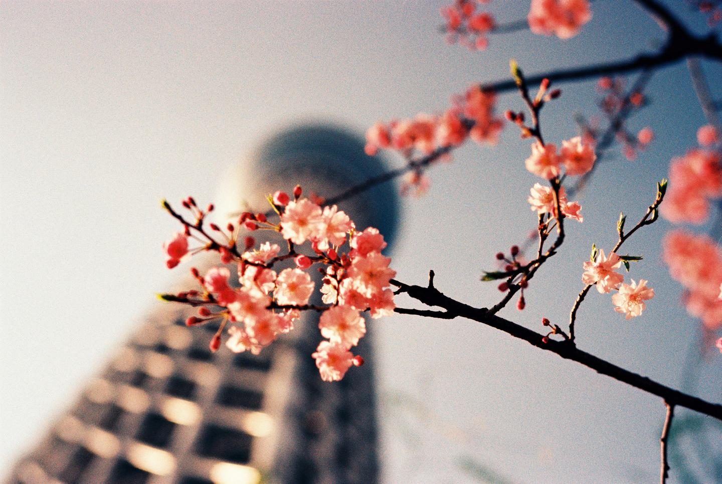 Pink blossoms on a branch are in the foreground with a blurred building in the background.