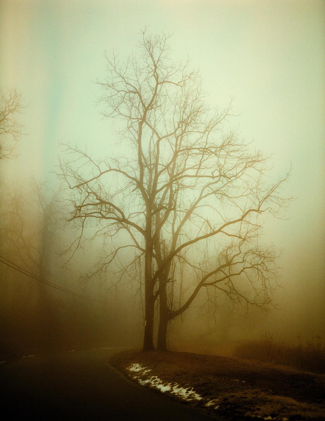 A bare tree stands beside a winding road on a hazy day.