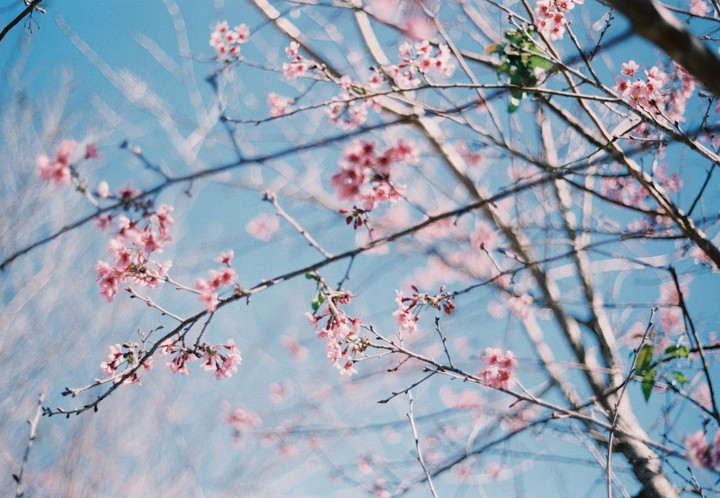 Pink blossoms are visible on tree branches against a clear blue sky.