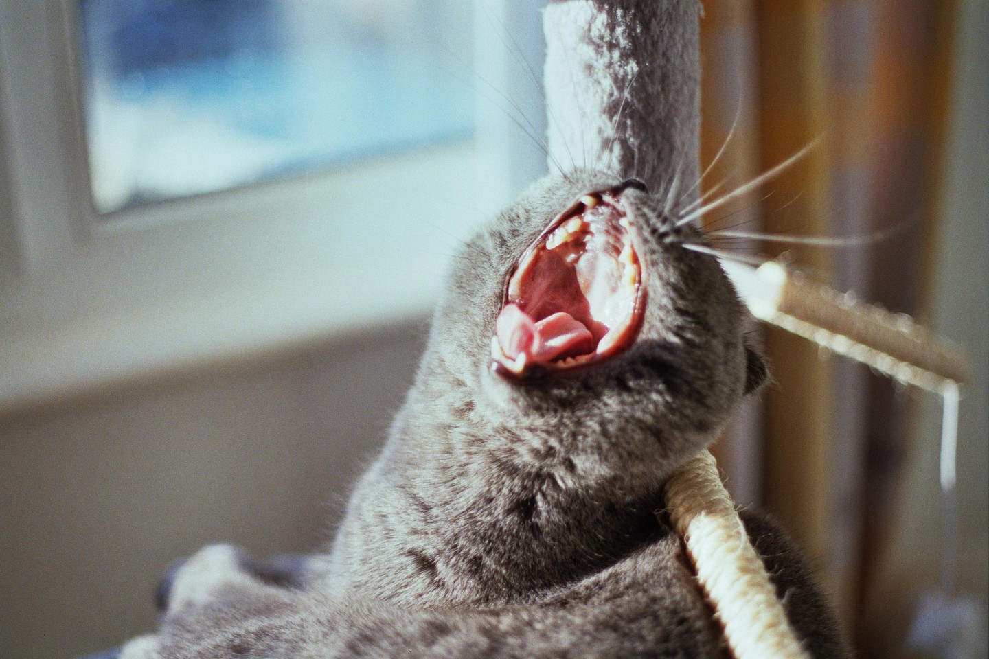 A gray cat yawns widely, showing its teeth and tongue, next to a scratching post.