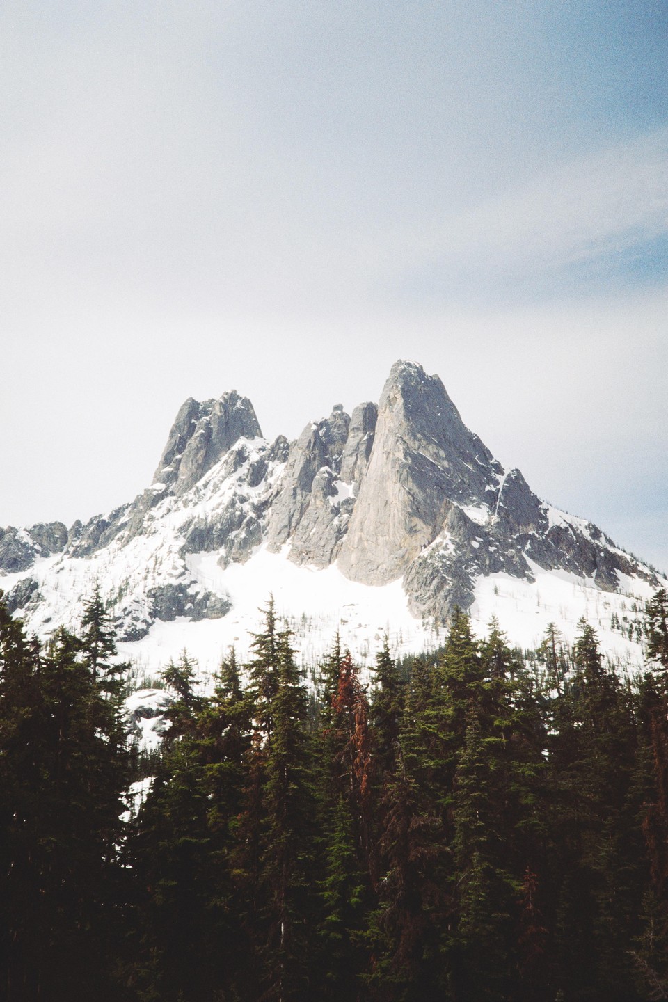 A snow-capped mountain range rises above a dense forest of pine trees.