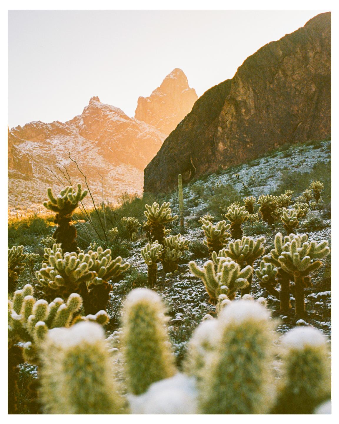A desert landscape with snow-dusted cacti and mountains is illuminated by golden light.