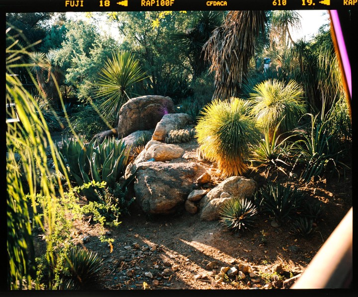 A garden with various desert plants and large rocks is illuminated by sunlight.
