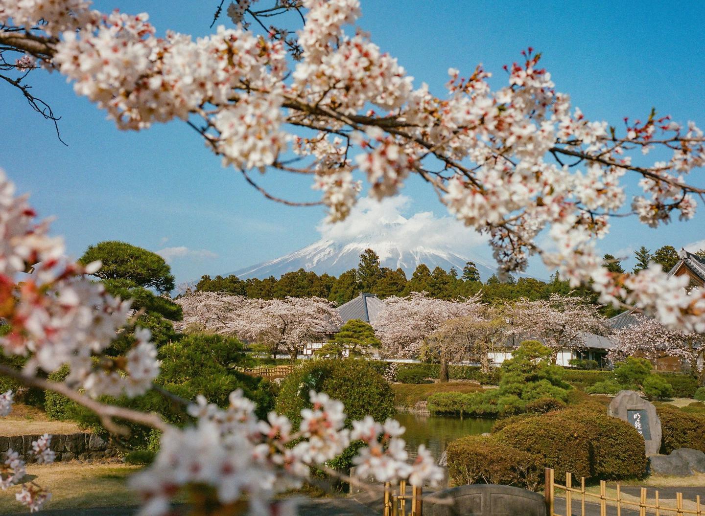 Cherry blossoms frame a view of Mount Fuji and a traditional Japanese garden with a pond and buildings.