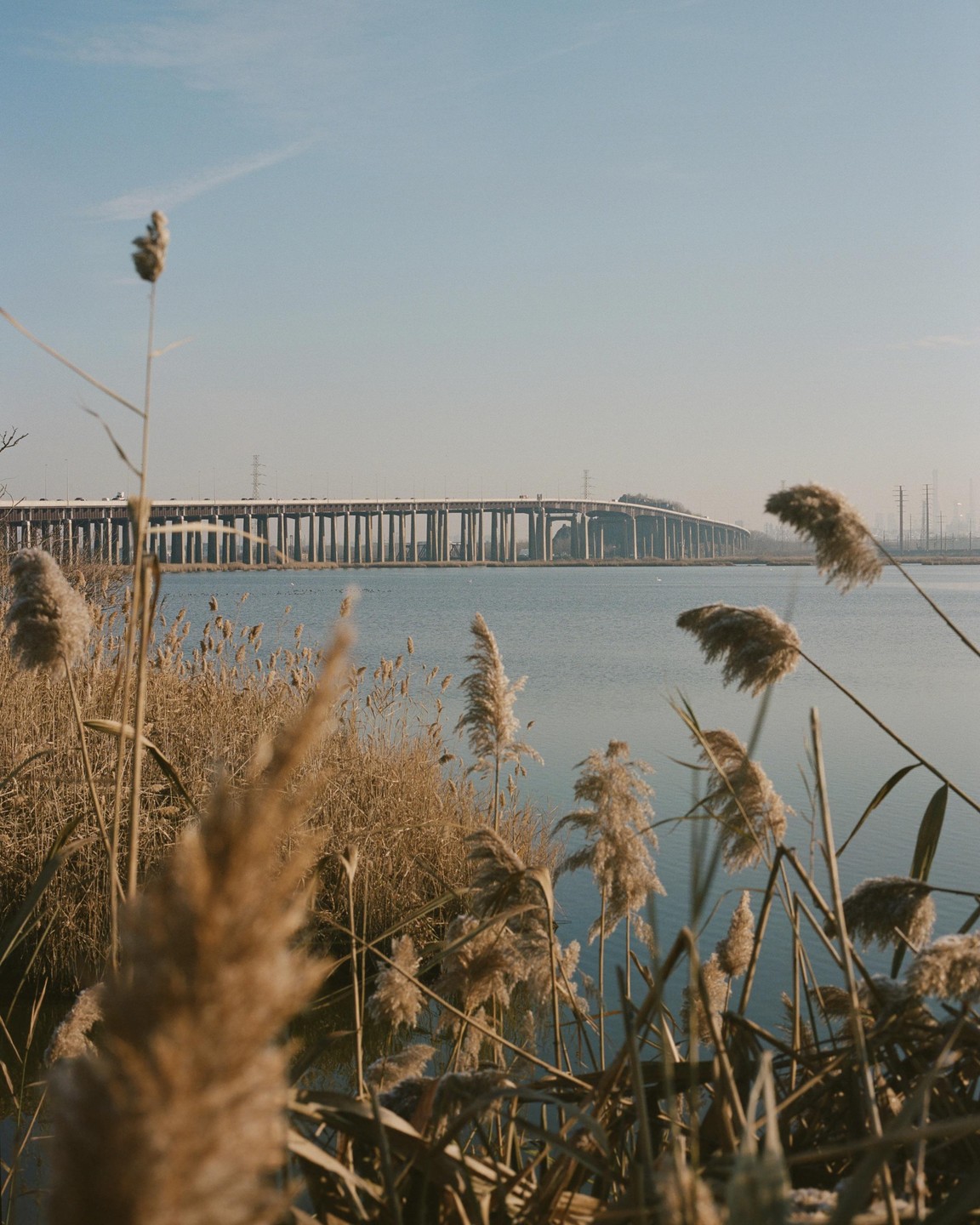 Tall reeds frame a body of water with a long bridge in the distance under a clear sky.