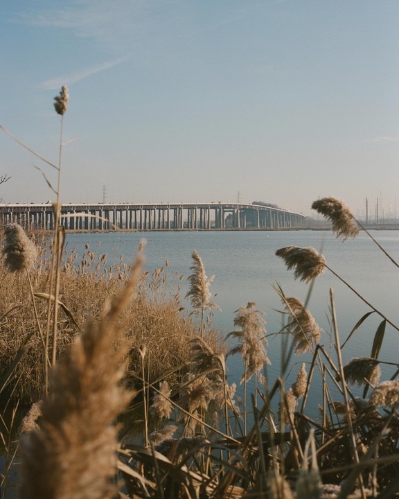 Tall reeds frame a body of water with a long bridge in the distance under a clear sky.