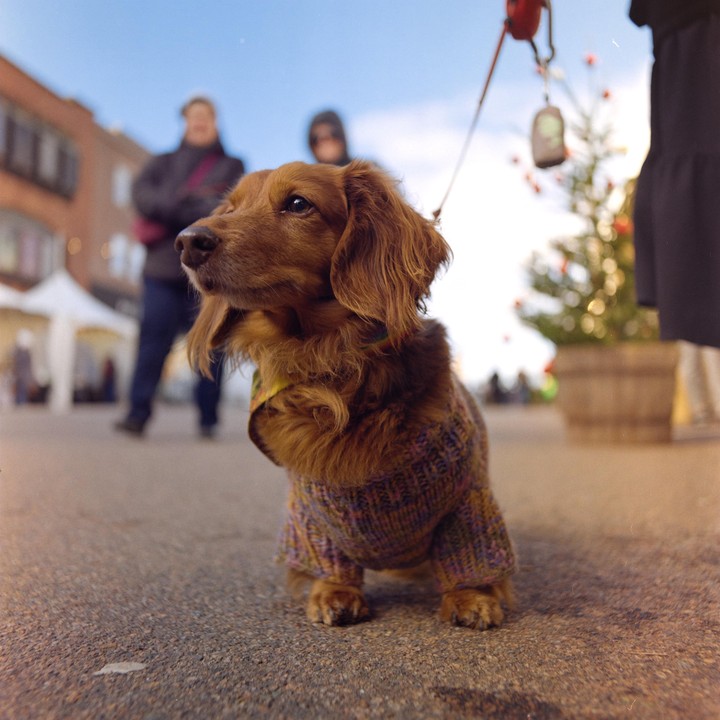 A long-haired dachshund wearing a sweater stands on a paved surface with people and a small Christmas tree in the background.