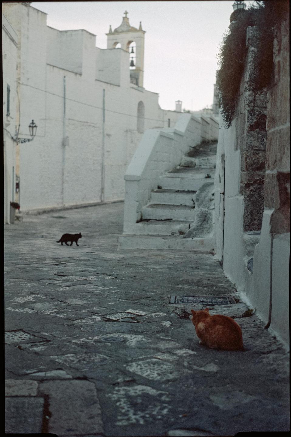 Two cats are on a cobblestone street with white buildings and a bell tower in the background.