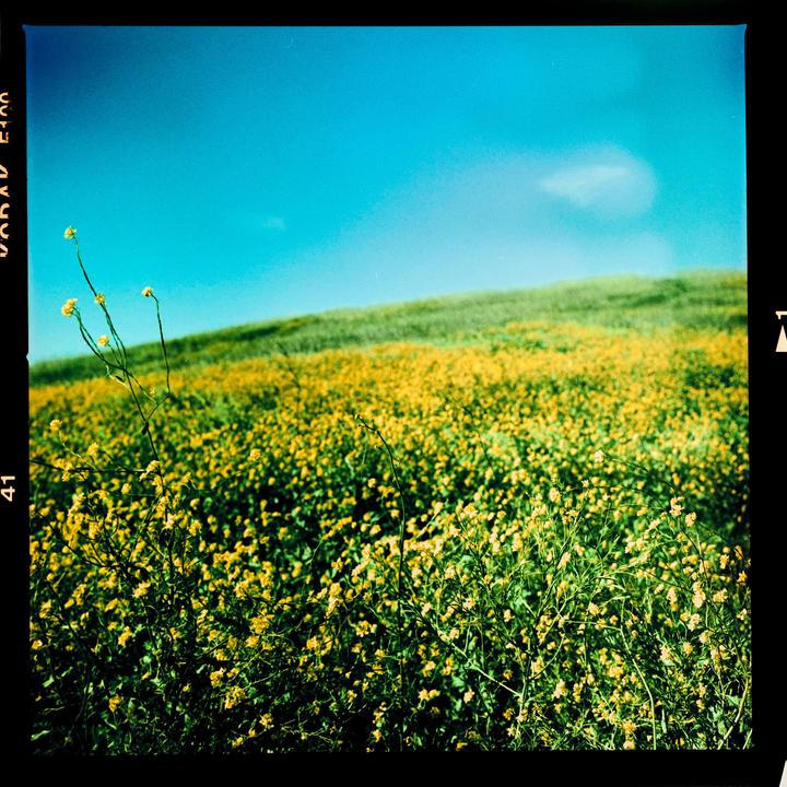 A field of yellow wildflowers covers a rolling green hill under a bright blue sky.
