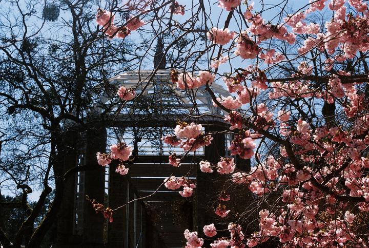 Pink blossoms frame a white gazebo and dark trees against a clear blue sky.