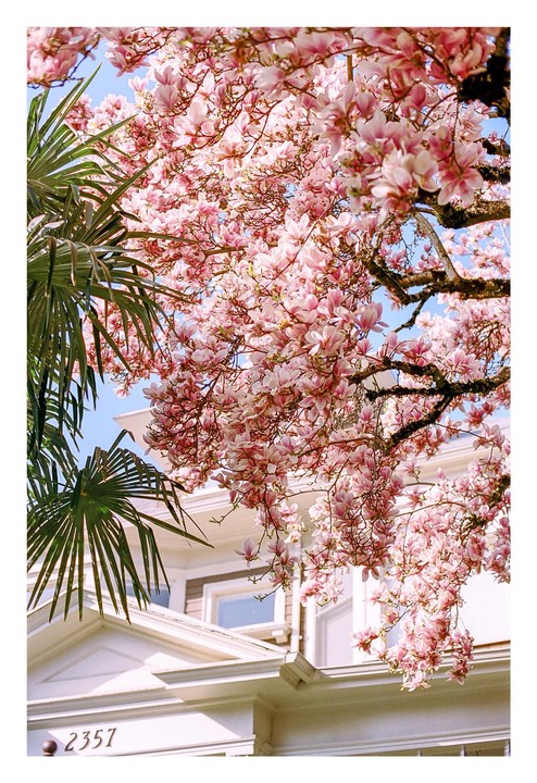 Pink magnolia blossoms and a palm frond frame a white building with the number 2357.