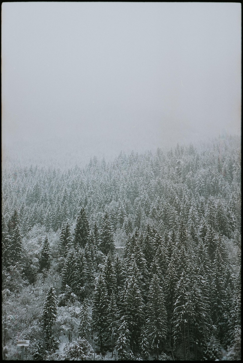 A dense forest of snow-covered pine trees extends into a hazy, overcast sky.