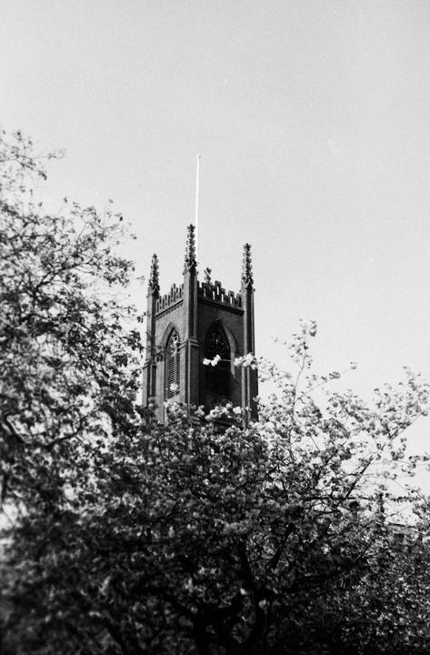 A church tower rises above blooming trees.