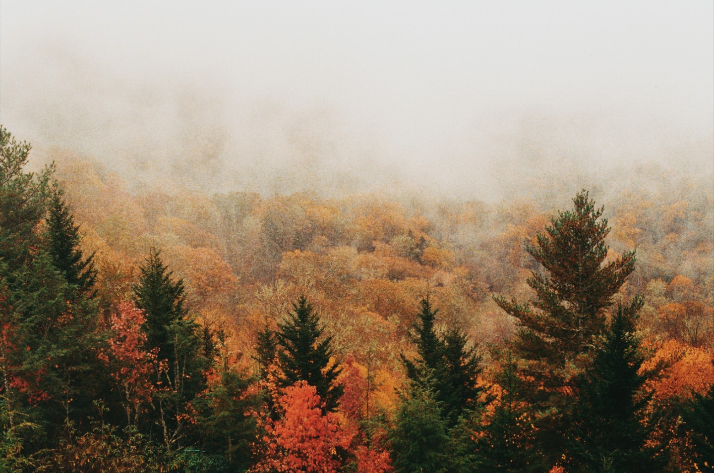 A forest of evergreen and deciduous trees with autumn foliage is partially obscured by fog.