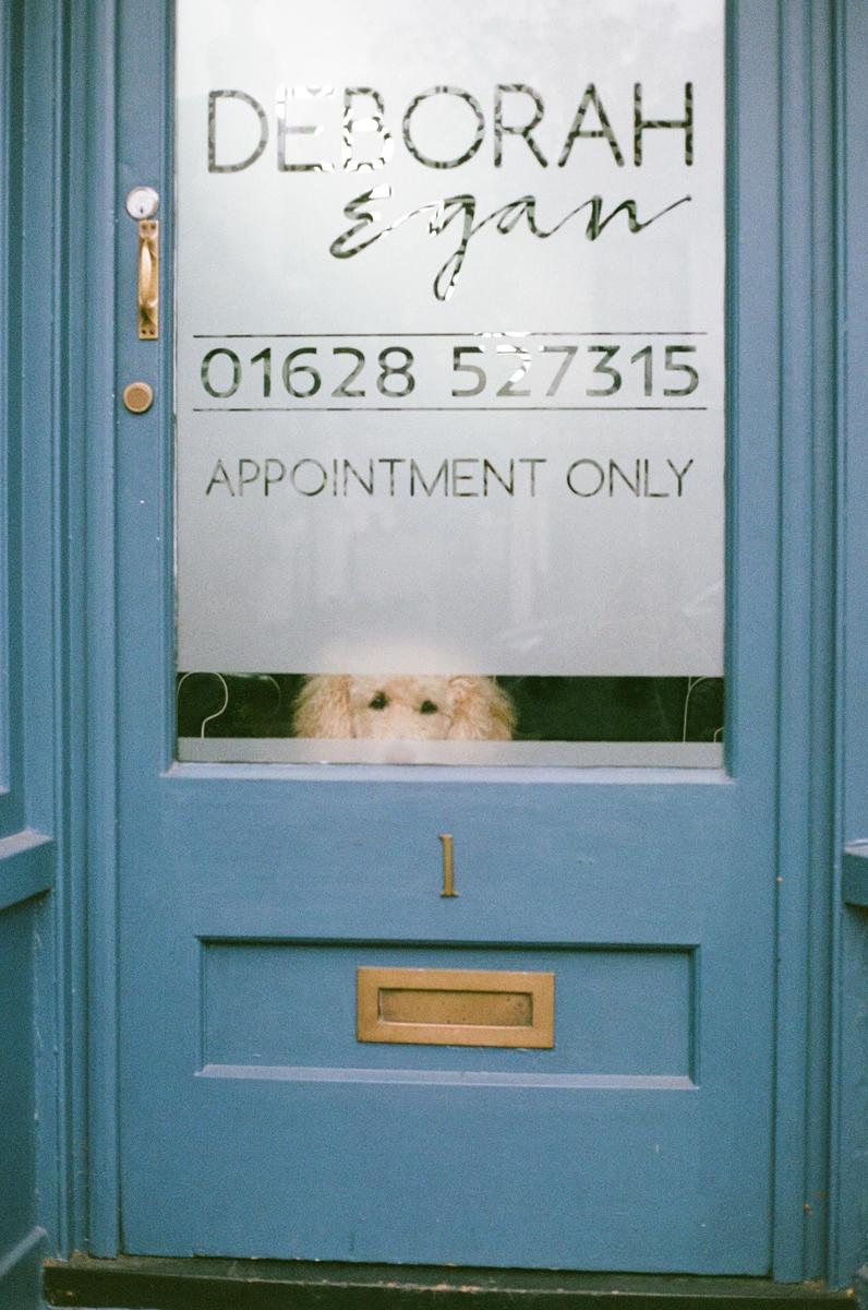 A fluffy dog peeks out from behind a window on a blue door with a gold handle and letterbox.
