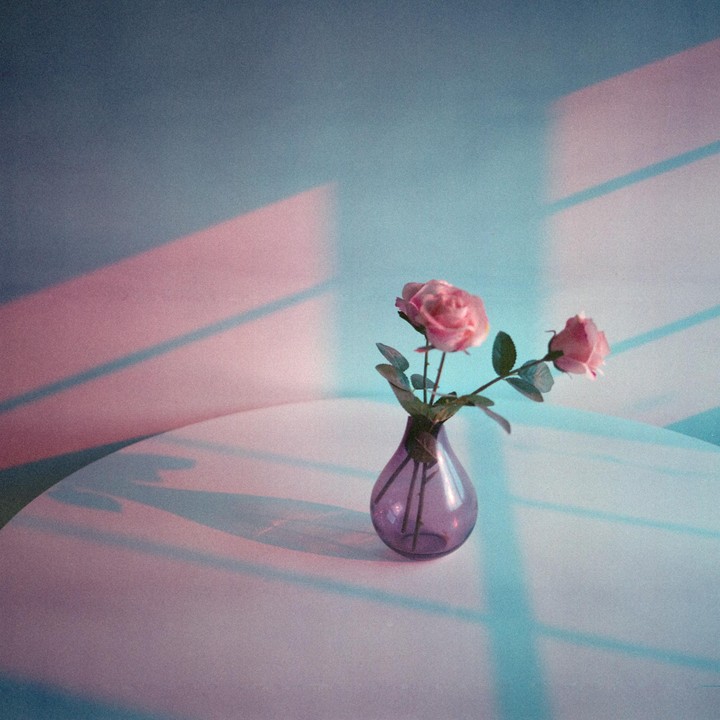 Two pink roses in a purple vase sit on a white table with colorful shadows.