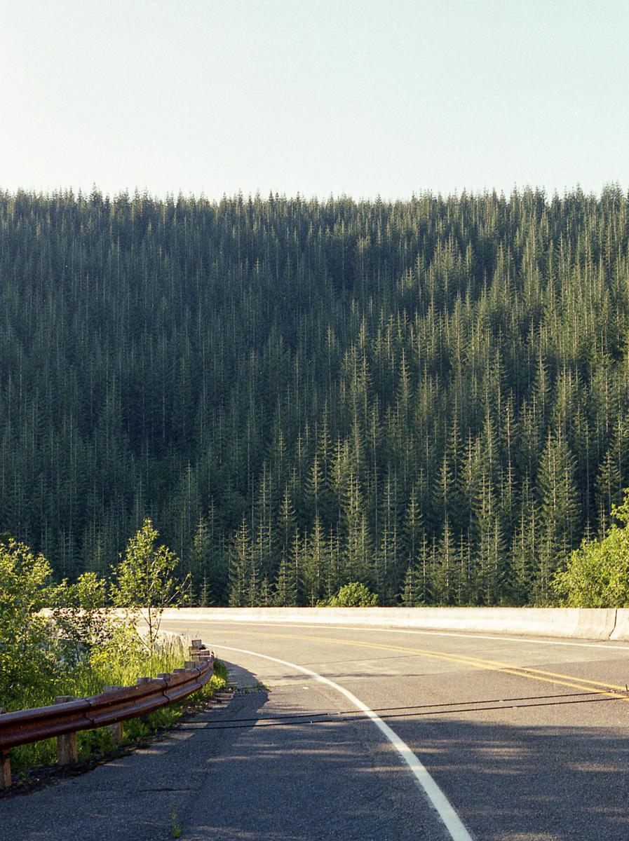 A winding road with a guardrail curves past a dense forest of tall, slender trees under a bright sky.