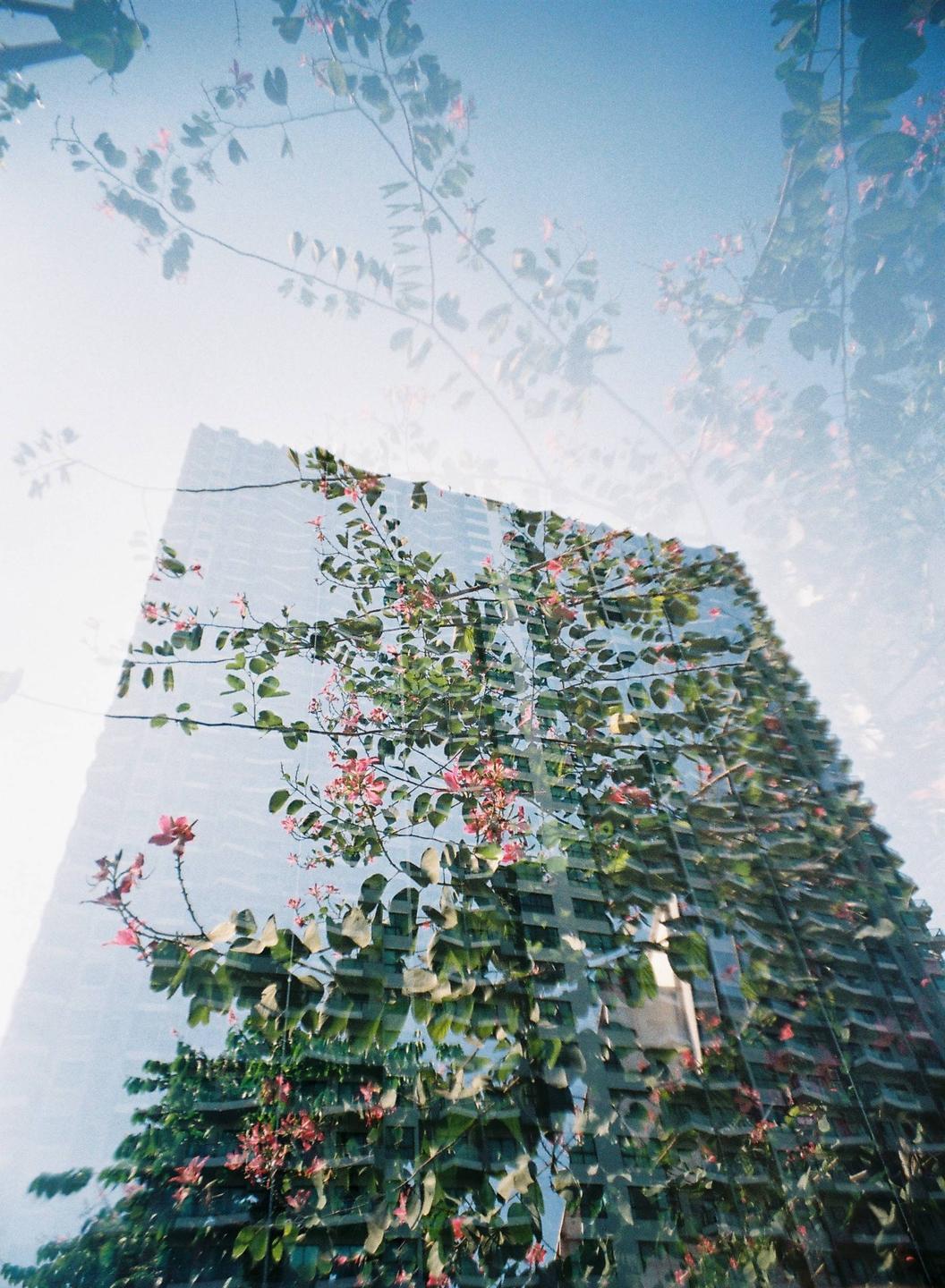 A double exposure shows a flowering tree branch superimposed over a modern building with a blue sky.