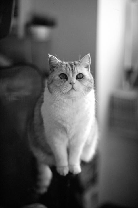 A cat with light fur and dark markings sits upright, looking directly at the viewer.