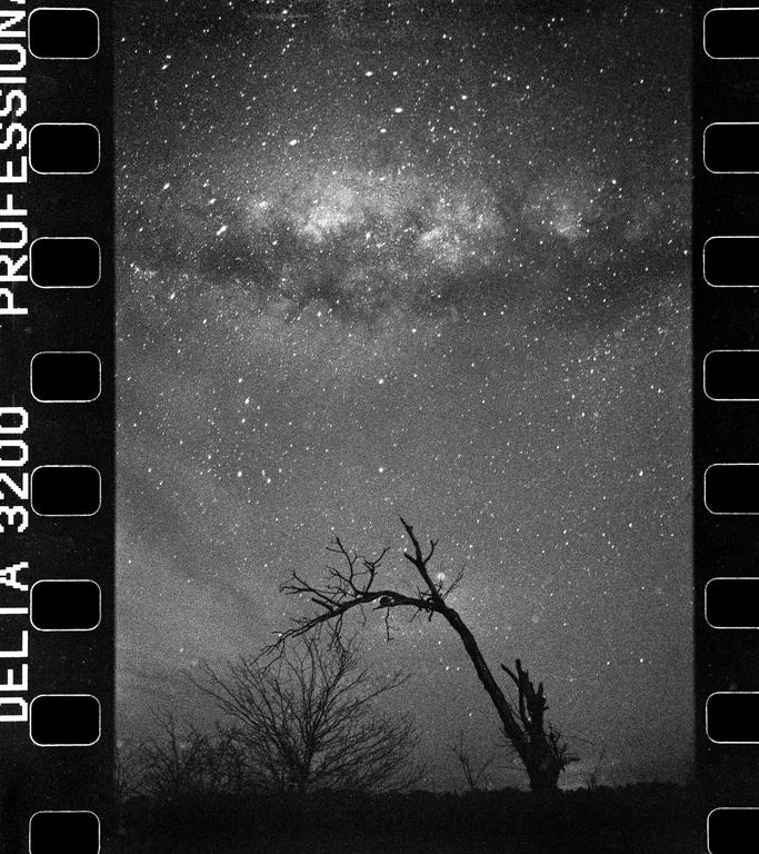 A bare tree stands under a starry night sky with the milky way visible.