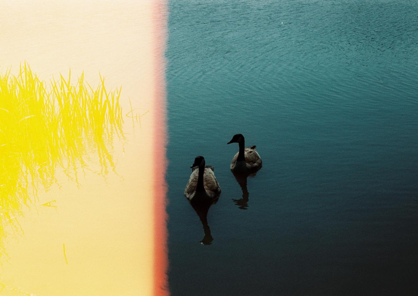 Two geese swim in a body of water next to a bright yellow reflection of tall grass.