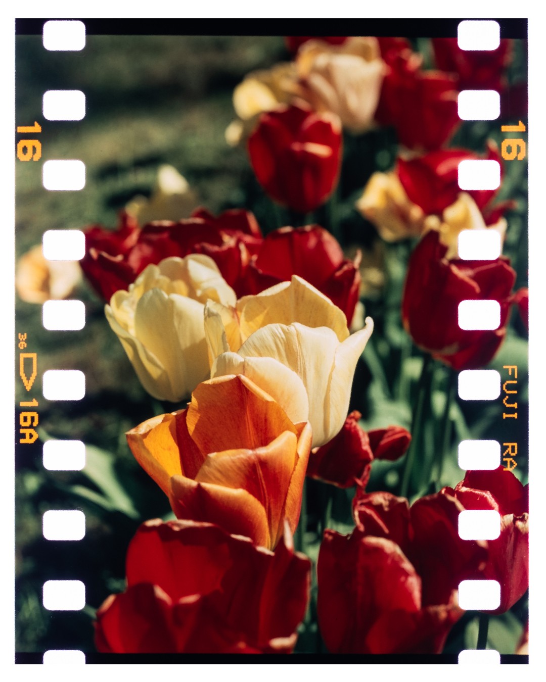 A field of red, orange, and yellow tulips is shown with film sprockets on the left and right sides.