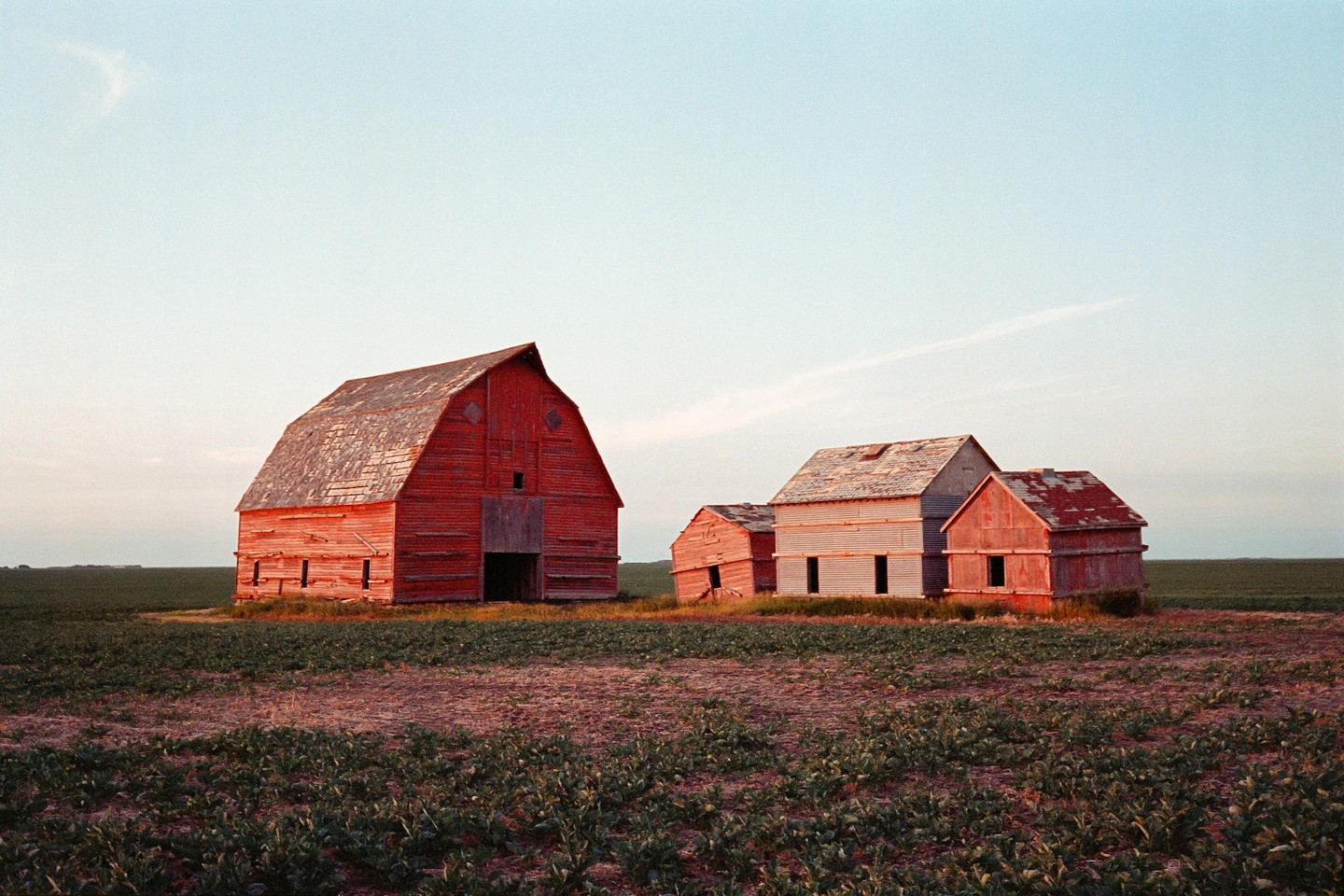 Three weathered barns stand in a field under a pale sky.