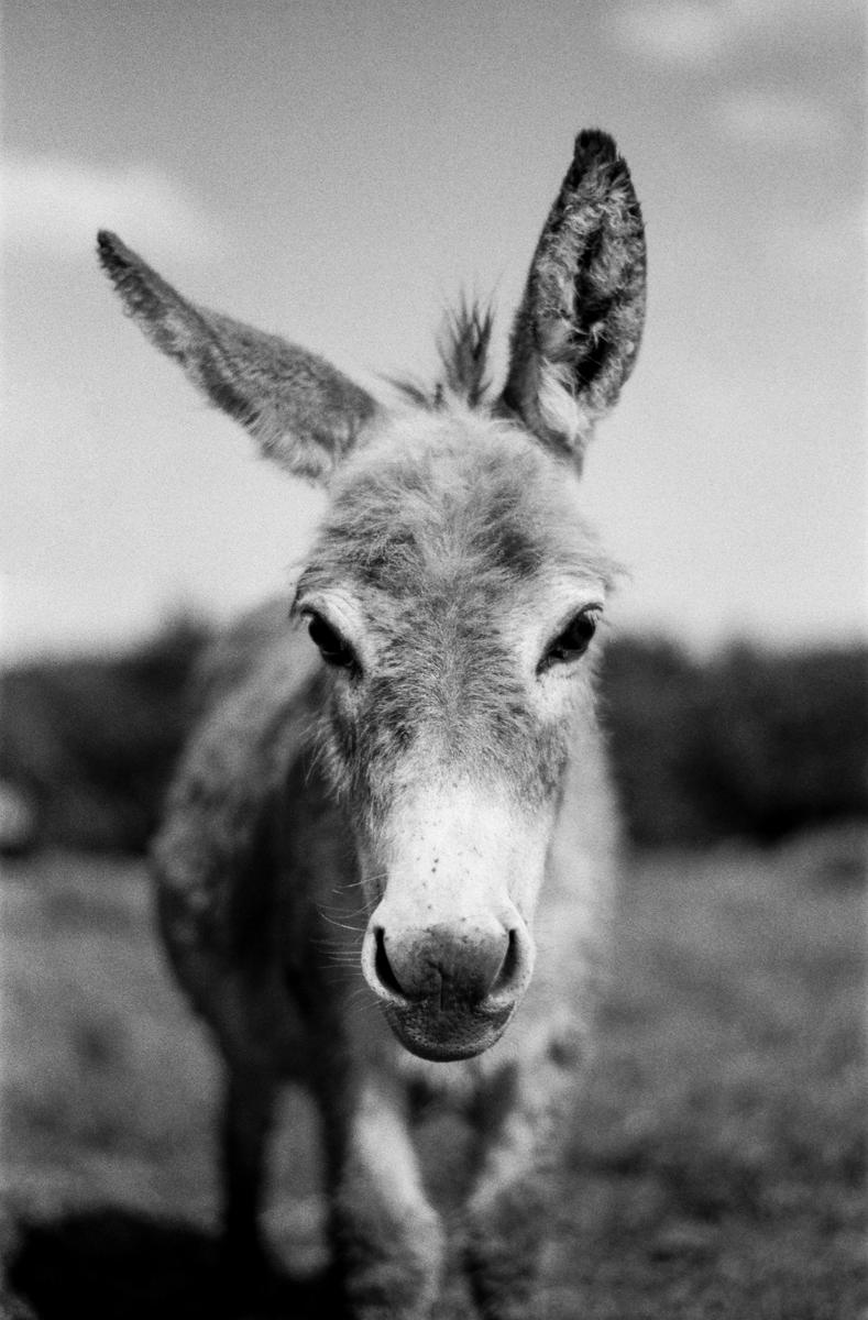 A baby donkey with large ears looks directly at the viewer.