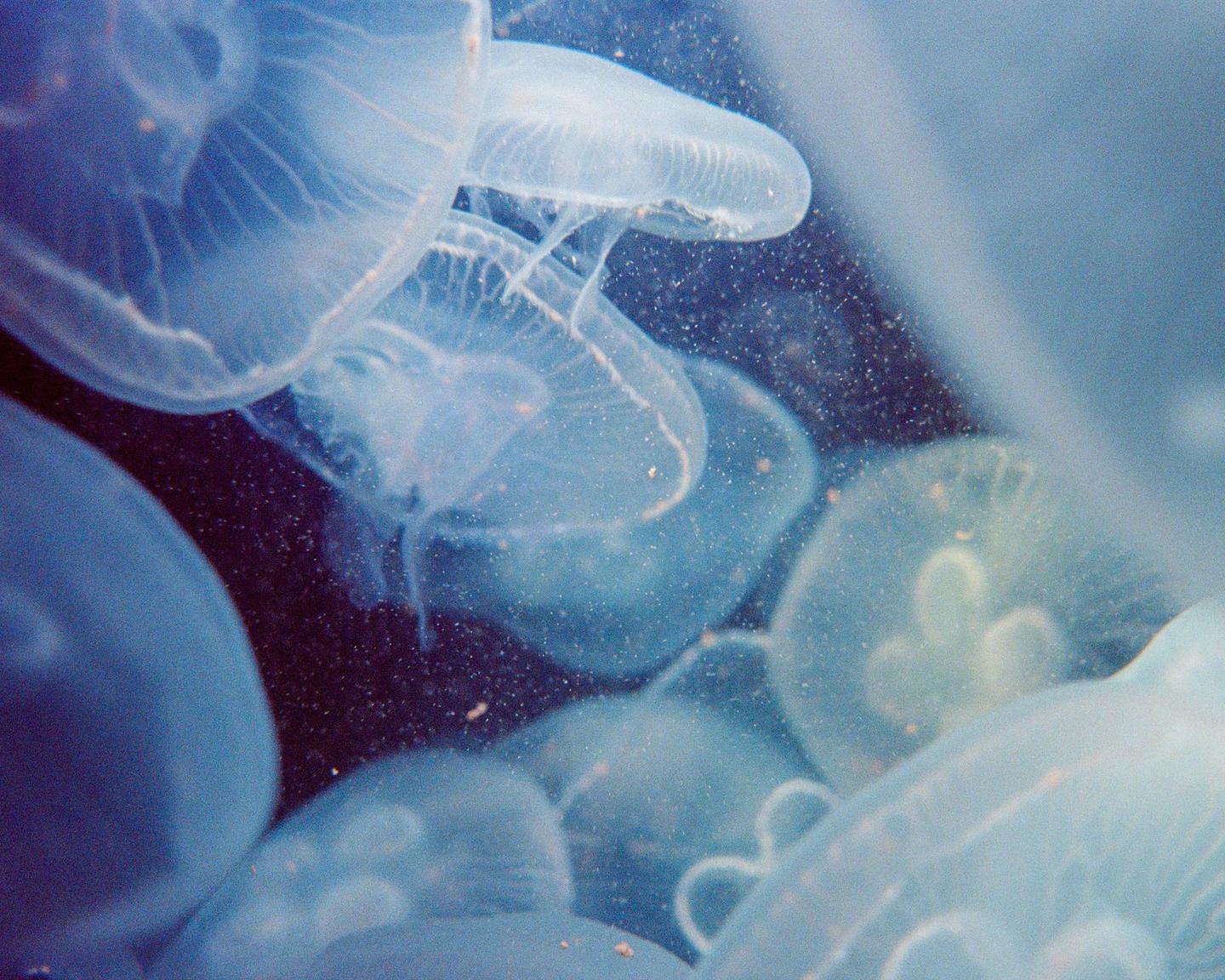 A group of translucent jellyfish swim in dark water.
