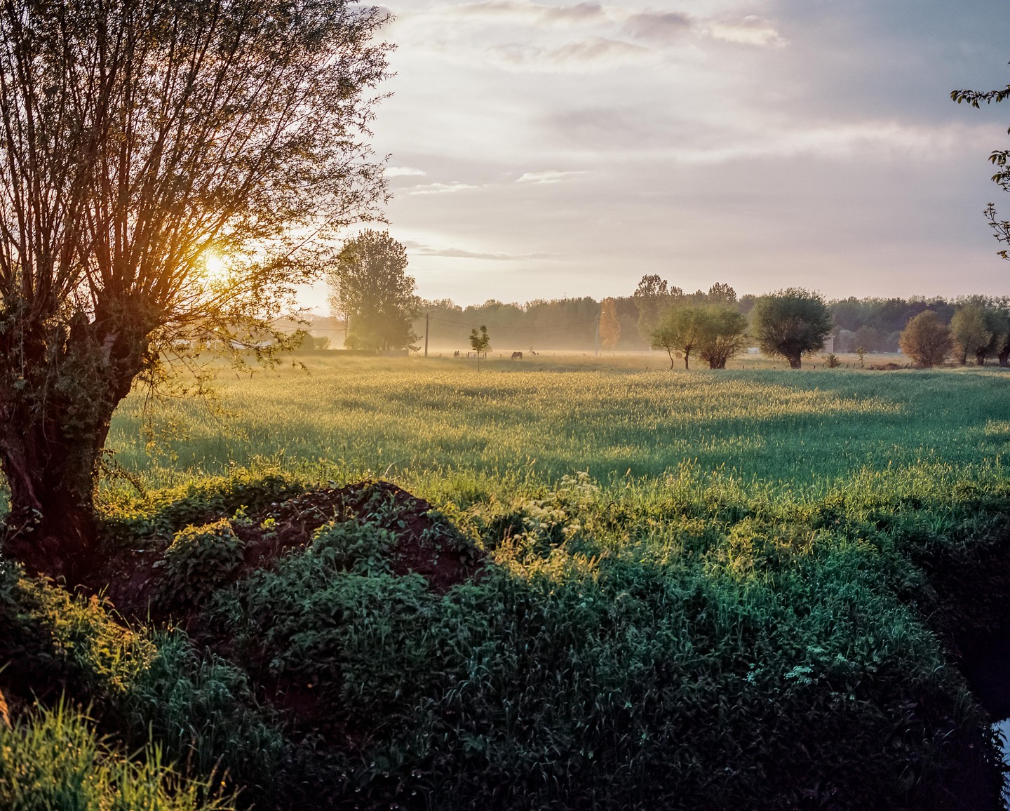 The sun shines through a tree onto a field with a forest in the background.