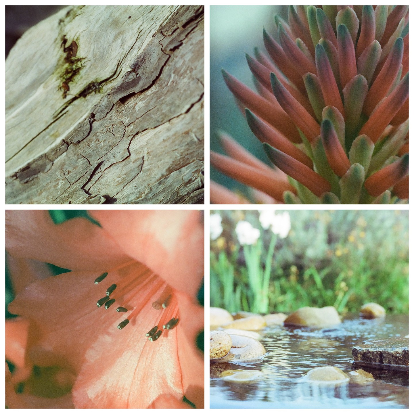 Four square images show a collage of a tree trunk, a succulent, a flower, and rocks in water.