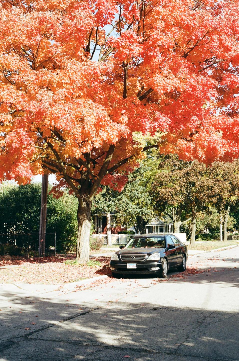 A black car is parked under a large tree with bright orange autumn foliage on a residential street.